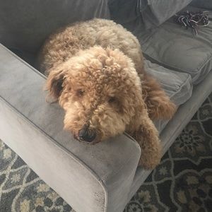 Meet your Posher, John